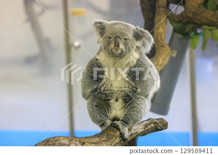 多摩動物公園考拉 多摩動物公園考拉 129589411