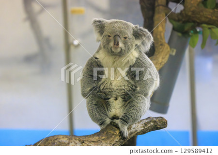 多摩動物公園考拉 129589412