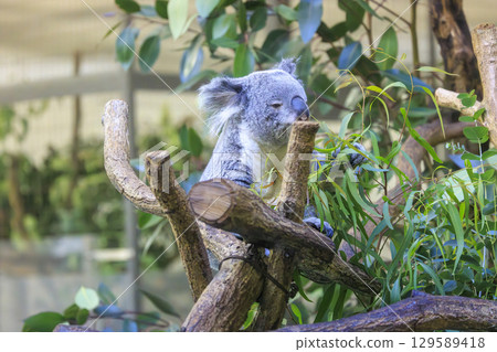 多摩動物公園考拉 多摩動物公園考拉 129589418