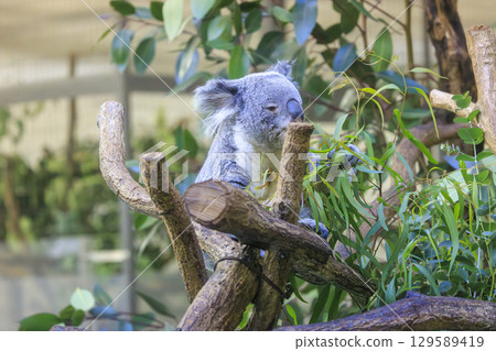 多摩動物公園考拉 129589419