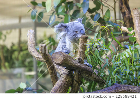 Tama Zoological Park Koala Tama Zoological Park Koala 129589421