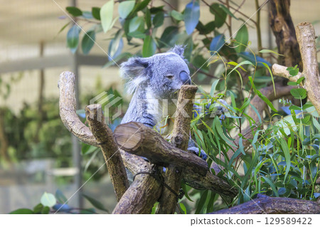 多摩動物公園考拉 多摩動物公園考拉 129589422