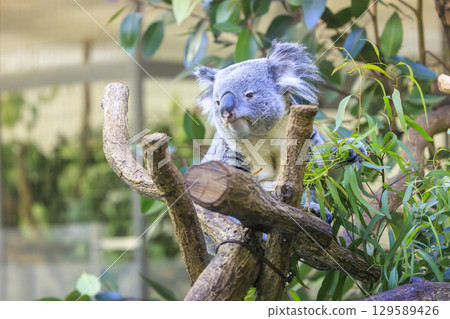 多摩動物公園考拉 多摩動物公園考拉 129589426
