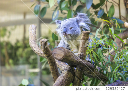 多摩動物公園考拉 129589427