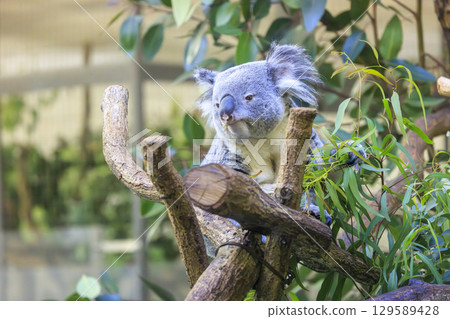 多摩動物公園考拉 多摩動物公園考拉 129589428