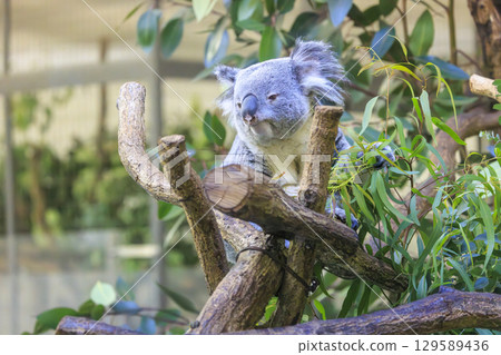 多摩動物公園考拉 129589436