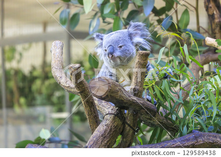 多摩動物公園考拉 多摩動物公園考拉 129589438