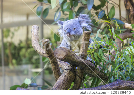 多摩動物公園考拉 129589440