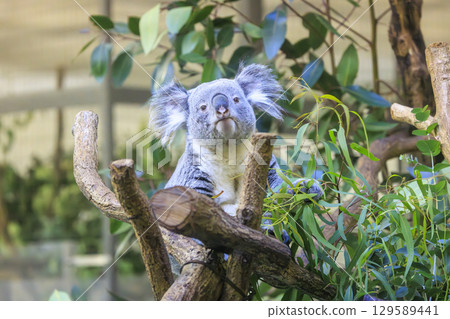 Tama Zoological Park Koala Tama Zoological Park Koala 129589441