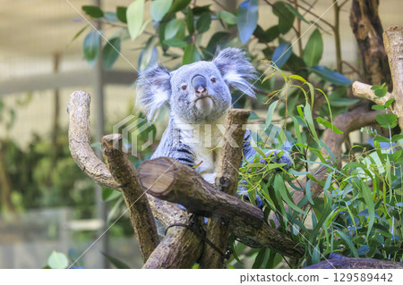 Tama Zoological Park Koala Tama Zoological Park Koala 129589442