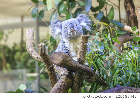 Tama Zoological Park Koala 129589443