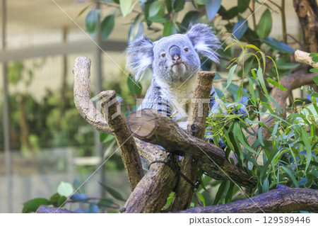 多摩動物公園考拉 129589446