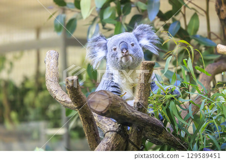 多摩動物公園考拉 129589451