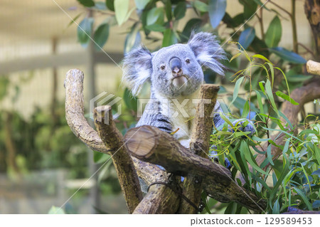 多摩動物公園考拉 129589453