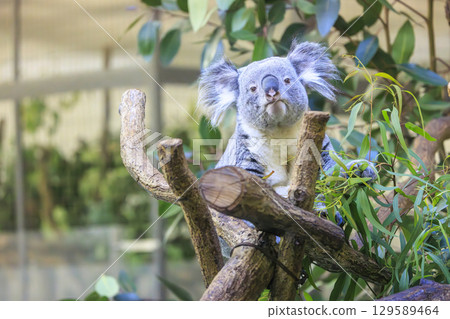 Tama Zoological Park Koala 129589464