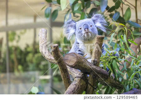 多摩動物公園考拉 129589465