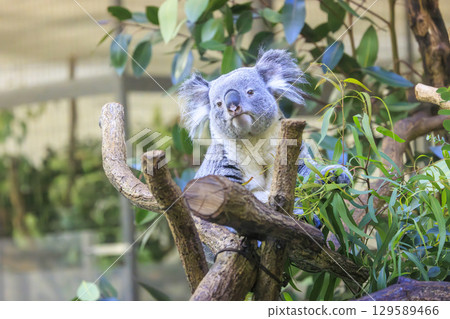 Tama Zoological Park Koala Tama Zoological Park Koala 129589466