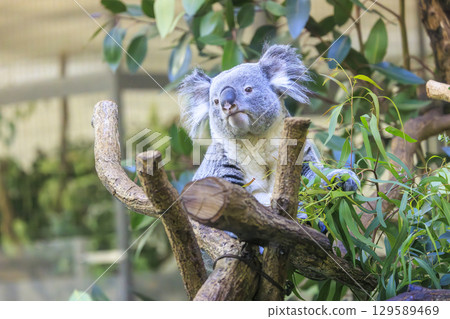 多摩動物公園考拉 129589469