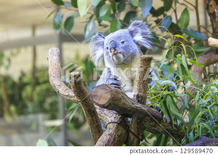 Tama Zoological Park Koala 129589470