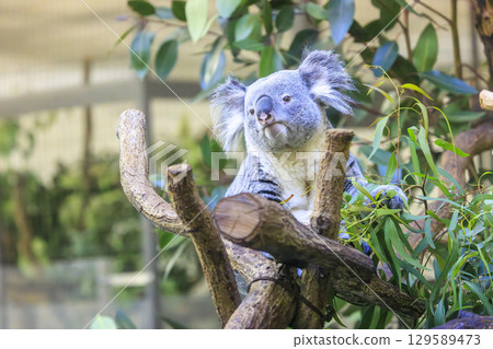 多摩動物公園考拉 129589473