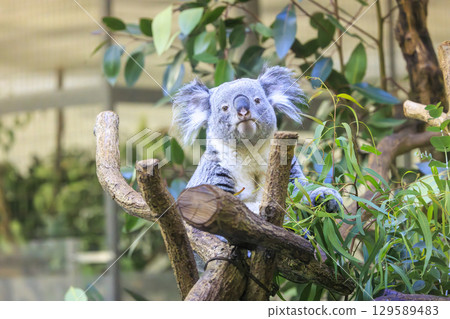Tama Zoological Park Koala 129589483