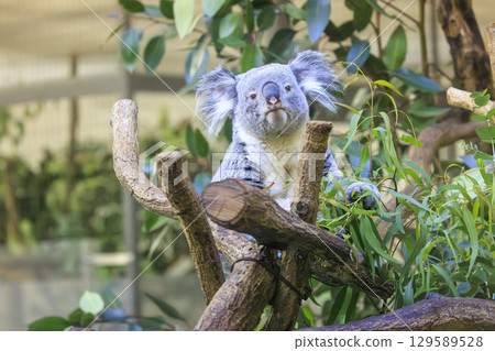 多摩動物公園考拉 129589528