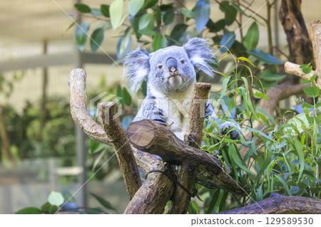 多摩動物公園考拉 多摩動物公園考拉 129589530