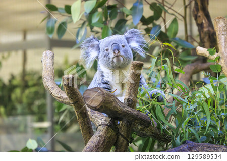 Tama Zoological Park Koala 129589534