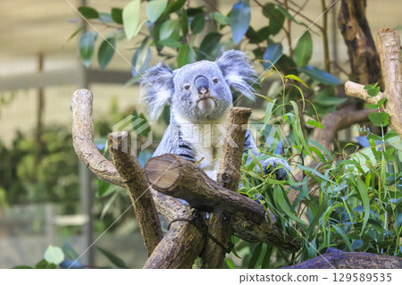 多摩動物公園考拉 129589535