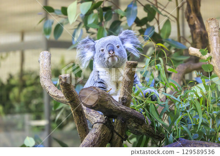多摩動物公園考拉 129589536