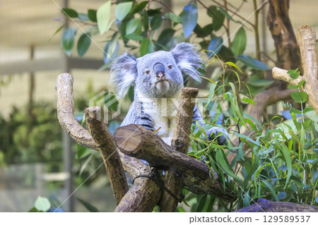 Tama Zoological Park Koala 129589537