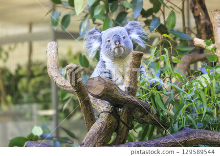 Tama Zoological Park Koala 129589544