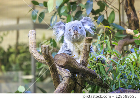 Tama Zoological Park Koala 129589553