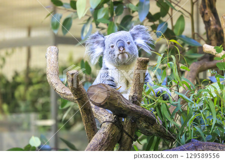 多摩動物公園考拉 多摩動物公園考拉 129589556