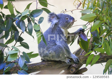 多摩動物公園考拉 129589565