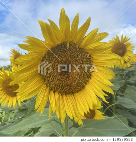 sunflower sunflower 129589598