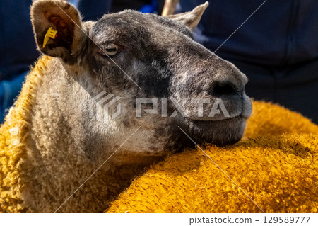 Sheep at the Meenacross Agricultural Show in Ireland Sheep at the Meenacross Agricultural Show in Ireland 129589777