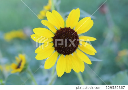 夏日花園裡盛開的黃矮向日葵花 夏日花園裡盛開的黃矮向日葵花 129589867