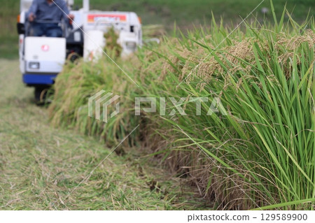 Rice reaping Rice reaping 129589900