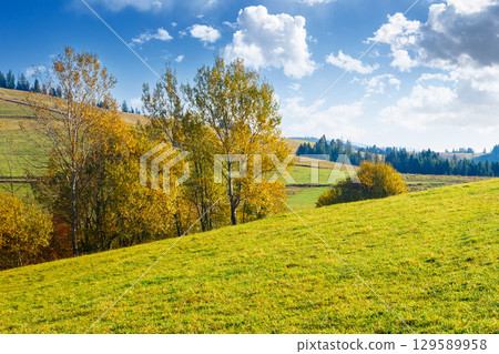 mountain landscape with forest in autumn. beautiful countryside in the highland of ukraine. small grove on the hill in colorful foliage under blue sky. nature background for outdoor adventure mountain landscape with forest in autumn. beautiful countryside in the highland of ukraine. small grove on the hill in colorful foliage under blue sky. nature background for outdoor adventure 129589958
