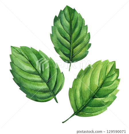 Green leaves watercolor illustration botanical nature art fresh foliage design for tropical decor summer wedding or garden project Green leaves watercolor illustration botanical nature art fresh foliage design for tropical decor summer wedding or garden project 129590071