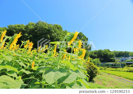 Karasuyama Line "Scenery along the line seen from near the entrance to Sarukubo Rice Field Park" 129590253