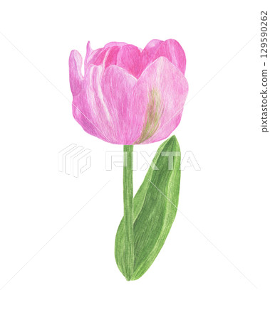 Tender light pink tulip flower with stem and leaves, hand drawn watercolor illustration, single object, simple botanical ornament for greeting cards, packaging, invitations and other design purposes 129590262