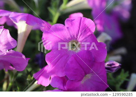 夏日花園裡盛開的粉色矮牽牛花 夏日花園裡盛開的粉色矮牽牛花 129590285