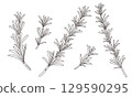 Rosemary line drawing illustration 129590295