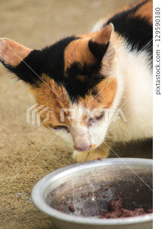 A calico cat is a domestic cat with tricolor fur bending down to eat food in a bowl. A calico cat is a domestic cat with tricolor fur bending down to eat food in a bowl. 129590380