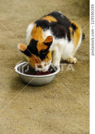 A calico cat is a domestic cat with tricolor fur bending down to eat food in a bowl. A calico cat is a domestic cat with tricolor fur bending down to eat food in a bowl. 129590389