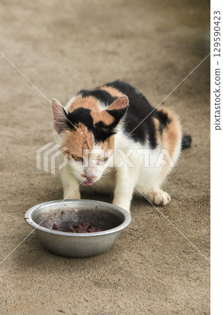 A calico cat is a domestic cat with tricolor fur bending down to eat food in a bowl. A calico cat is a domestic cat with tricolor fur bending down to eat food in a bowl. 129590423