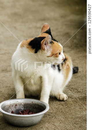 A calico cat is a domestic cat with tricolor fur bending down to eat food in a bowl. A calico cat is a domestic cat with tricolor fur bending down to eat food in a bowl. 129590427