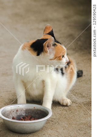 A calico cat is a domestic cat with tricolor fur bending down to eat food in a bowl. A calico cat is a domestic cat with tricolor fur bending down to eat food in a bowl. 129590428
